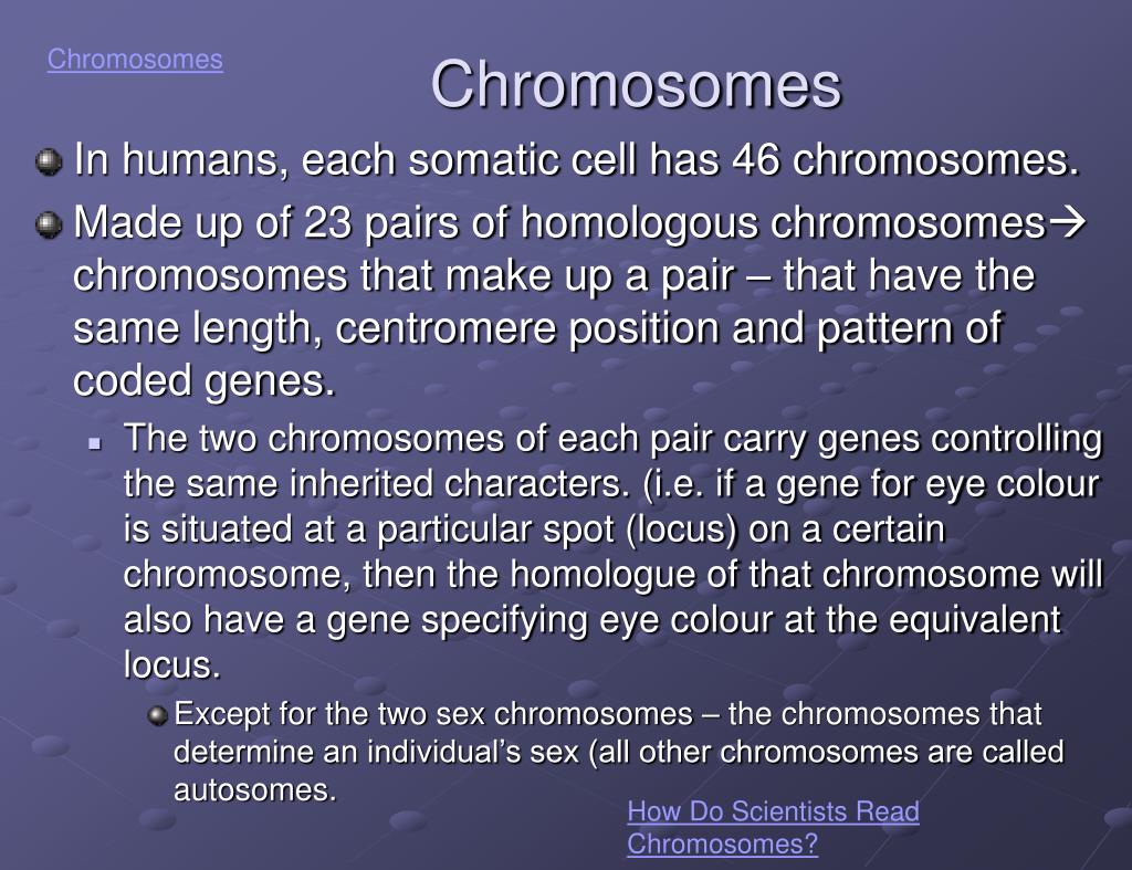 PPT - Meiosis and Sexual Life Cycles PowerPoint Presentation, free ...
