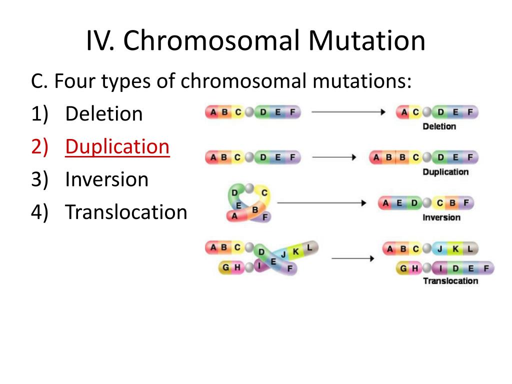 Ppt Karyotype And Chromosomal Mutation Notes Powerpoint Presentation