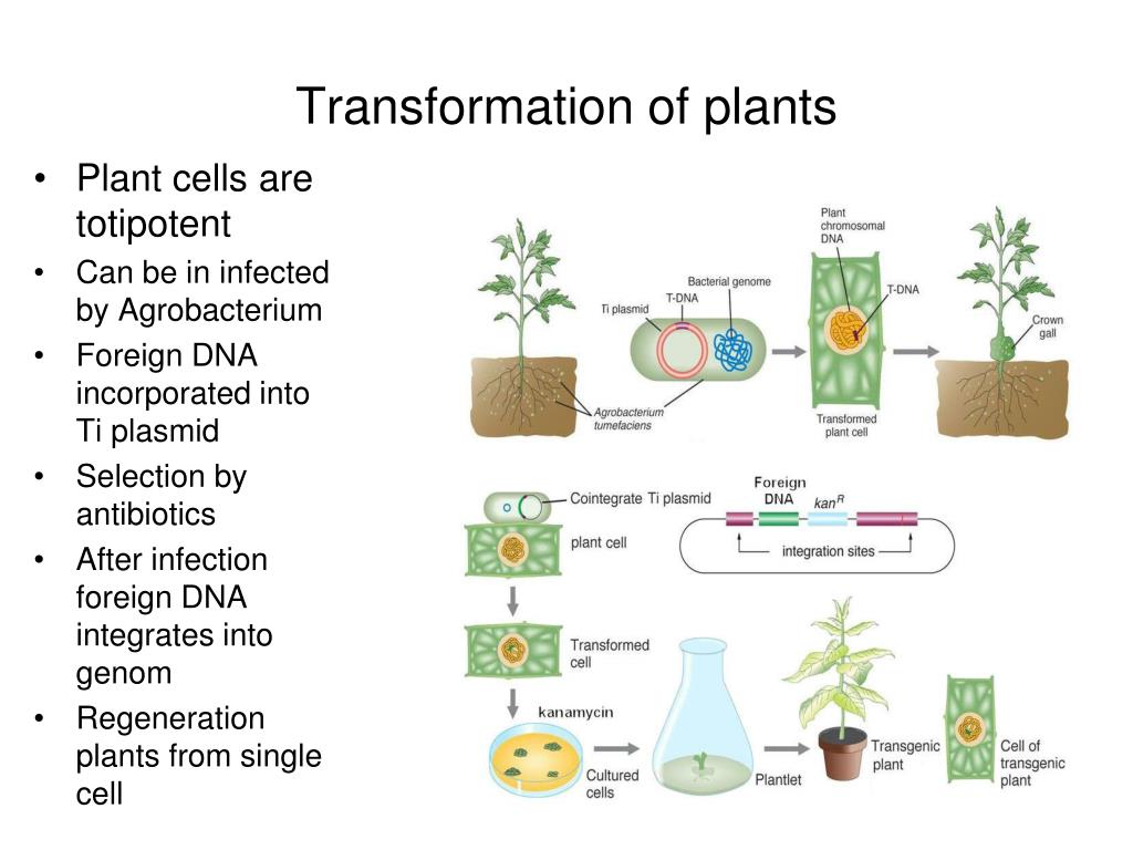 PPT DNA TECHNIQUES and PROTEIN ENGINEERING
