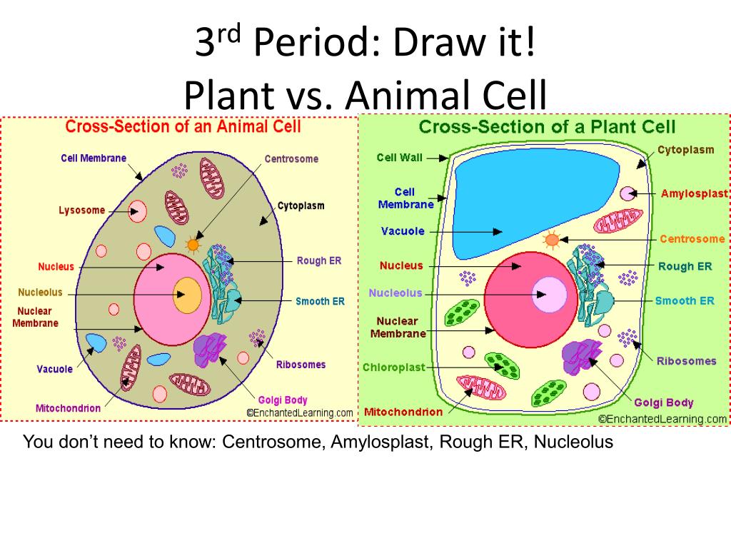 What Do Animal Cells Have That Plant Cells Don T Plant Ideas