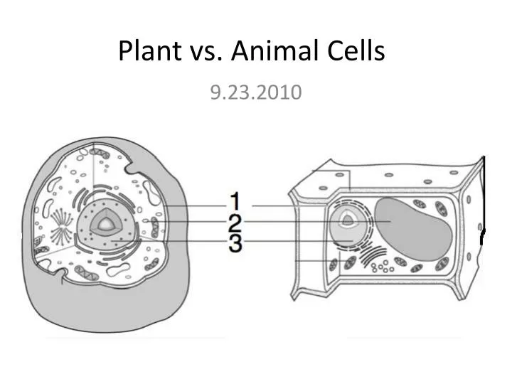 PPT - Plant vs. Animal Cells PowerPoint Presentation, free download -  ID:6363621