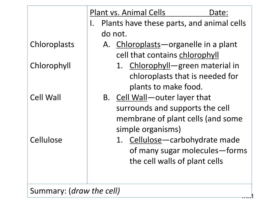 PPT - Plant vs. Animal Cells PowerPoint Presentation, free download -  ID:6363621