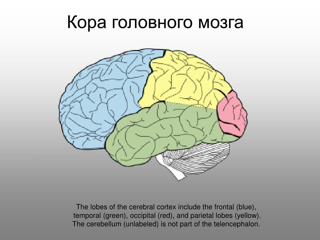 Какой отдел мозга млекопитающих имеет два полушария. Эволюция коры головного мозга.