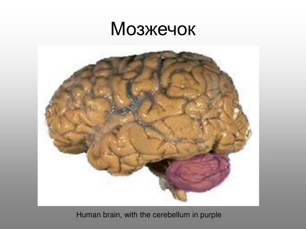 Мозги на ножках. Как выглядит мозг человека. Мужичок мозга.