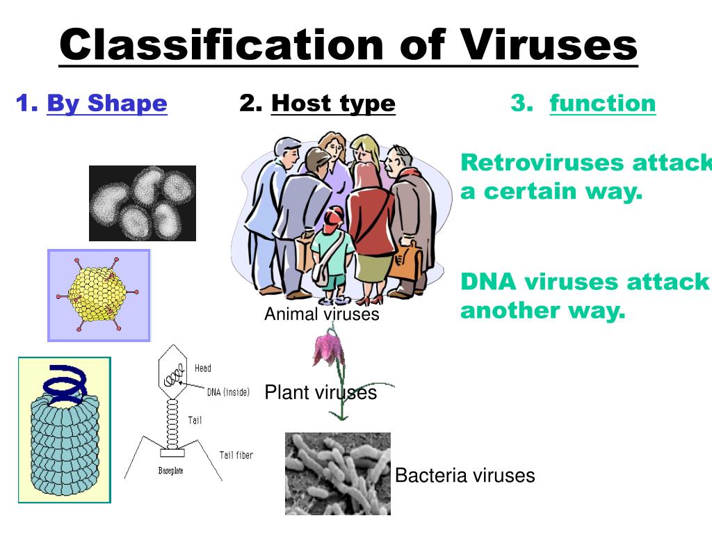 assignment on virus pdf ppt