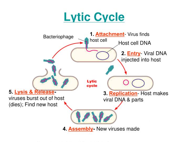 PPT - Viruses PowerPoint Presentation - ID:6364568