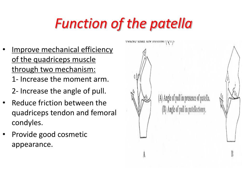 function of the patella.