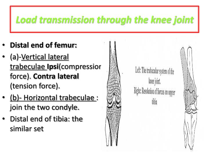 PPT - Regional Biomechanics knee Joint PowerPoint Presentation - ID:6364710