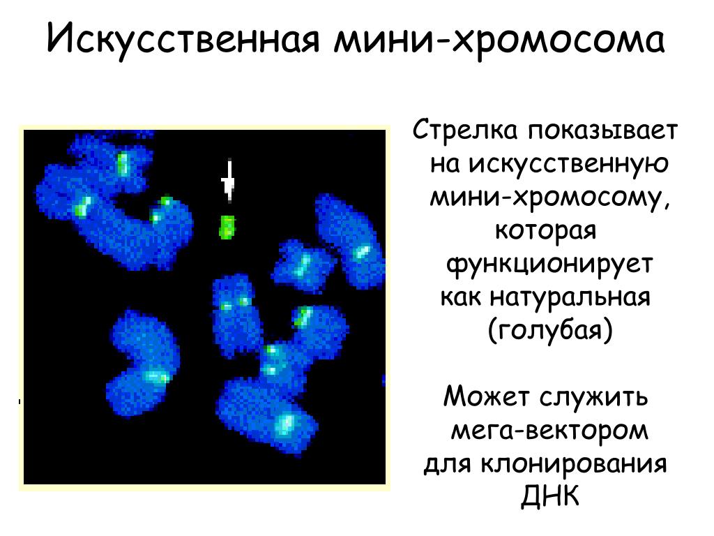 Хромосомы в растительной клетке. Искусственная бактериальная хромосома. Искусственные хромосомы бактерий. Искусственные хромосомы — бактериальные (Bac). Мини хромосома.