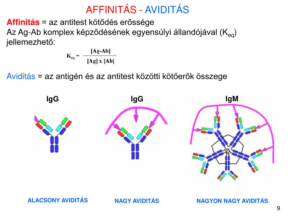 Иммунные антитела 1 4