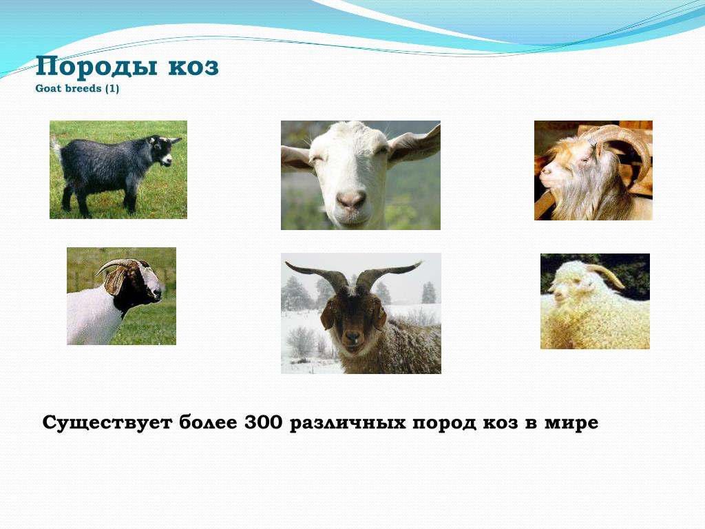 Каких коз молоко без запаха. Разновидности коз. Коза виды пород. Вид домашней козы. Фотографии коз и описание породы.