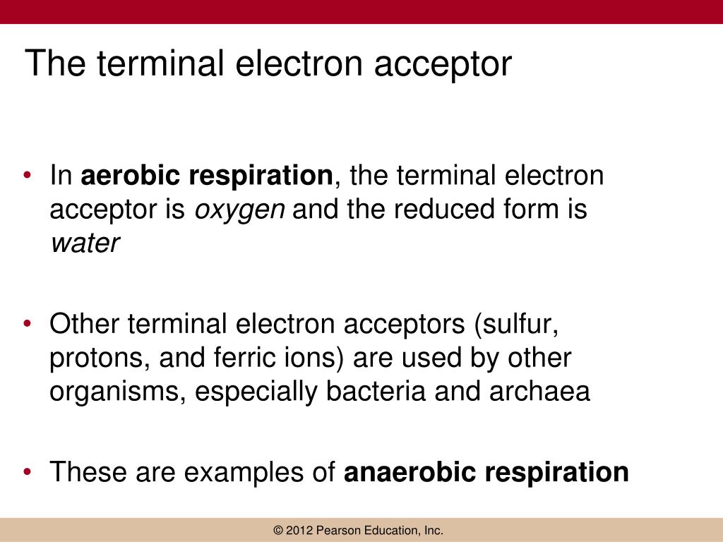 oxygen serves as the terminal electron acceptor in oxygen serves as the terminal electron acceptor in