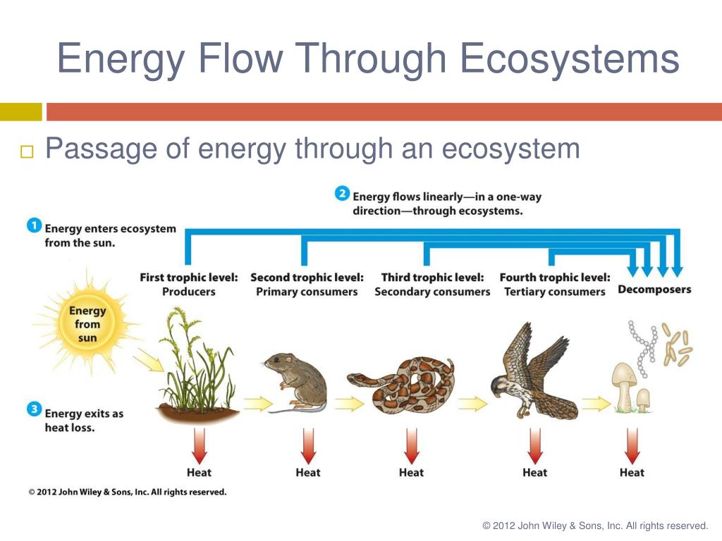 guided video tour energy flows through an ecosystem