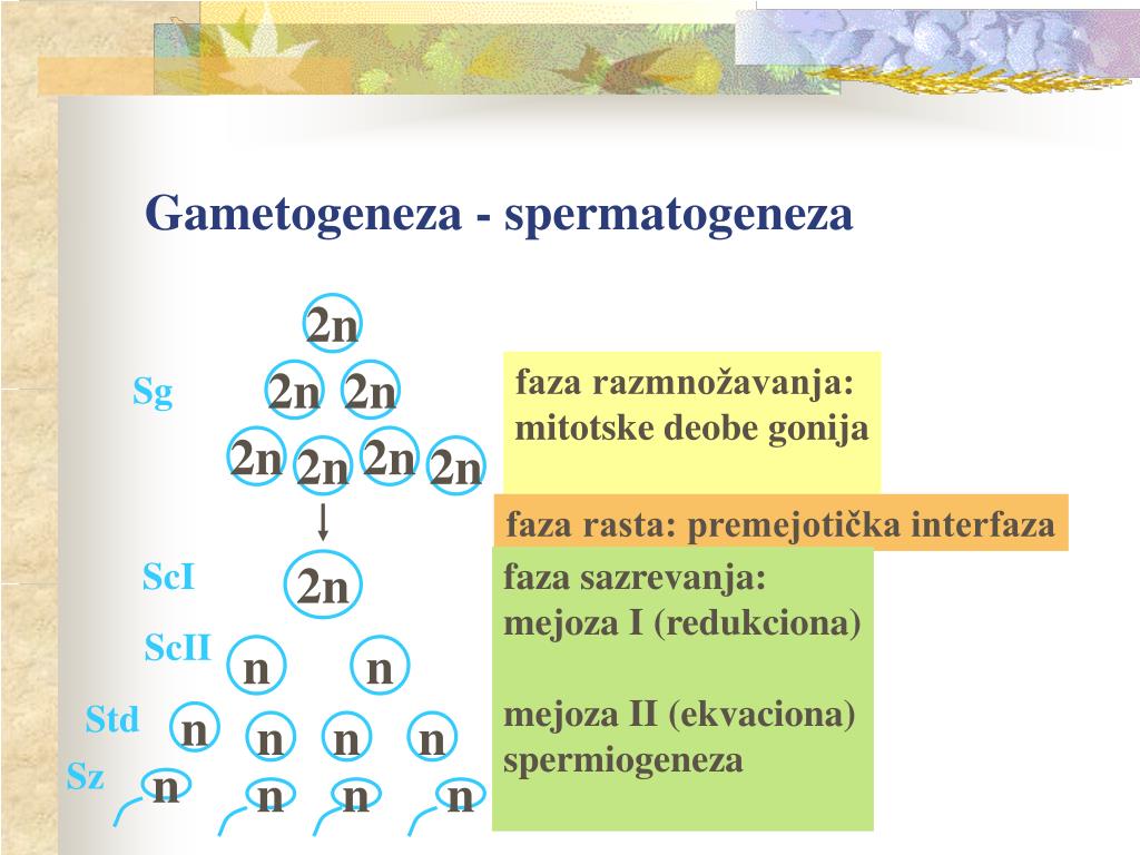 Значение гаметогенеза