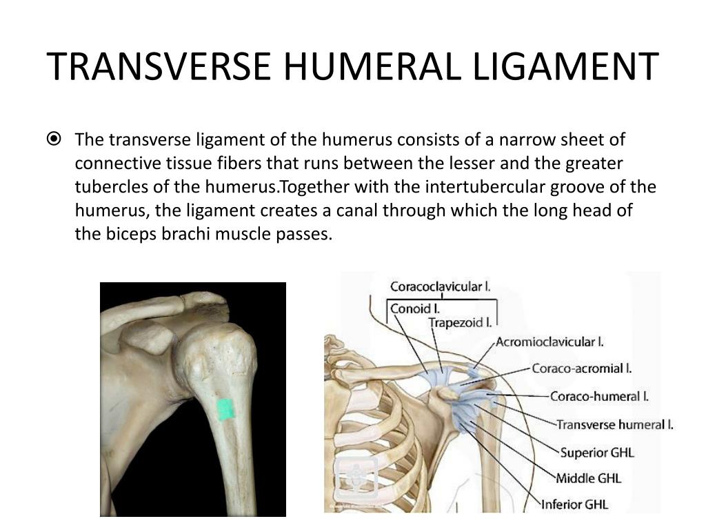 Shoulder Ligament Anatomy