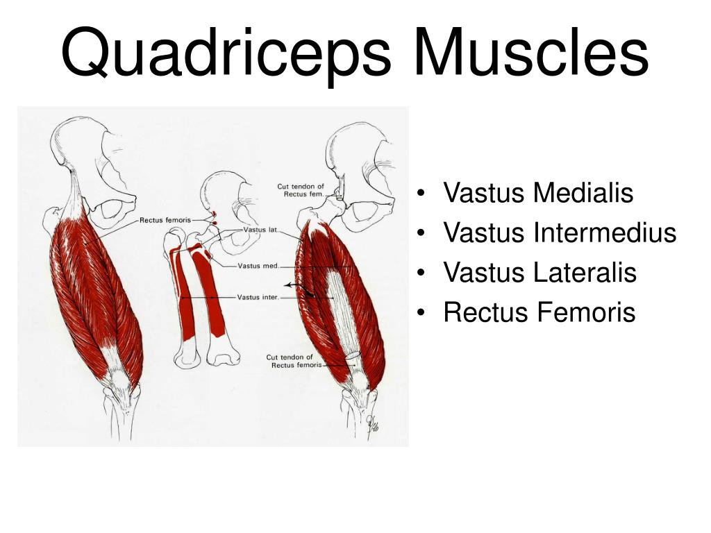PPT - The Thigh and Hip Muscles Anatomy, Injuries and Assessment