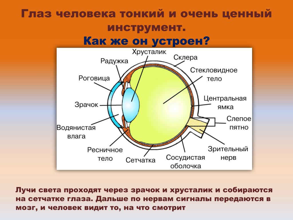 Зрачок в организме человека выполняет функцию. Глаз человека. Размер глаза человека. Размер глазного яблока человека. Путь прохождения луча света в глазном яблоке.