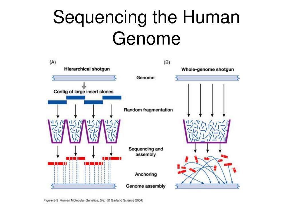 PPT Sequencing the Human Genome PowerPoint Presentation