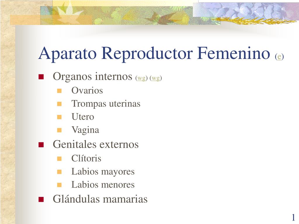 16 Organos Internos Del Aparato Reproductor Femenino Lena