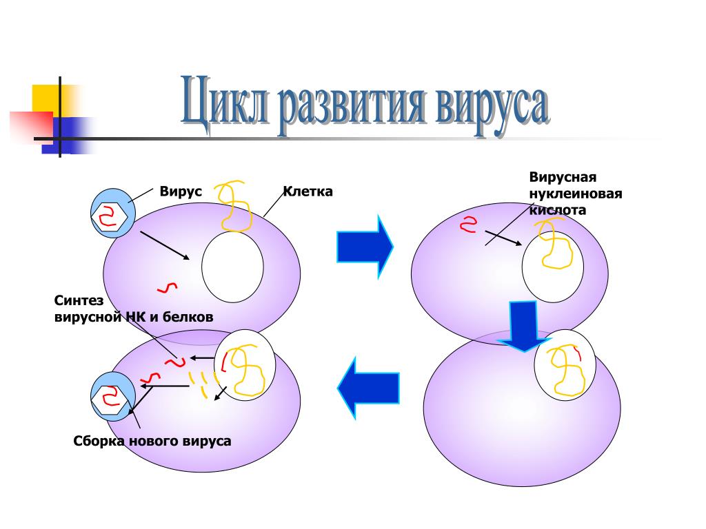 Осуществляет синтеза и транспорта белка