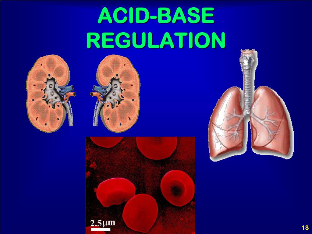 PPT ADVANCED PHYSIOLOGY ACID BASE BALANCE PowerPoint Presentation