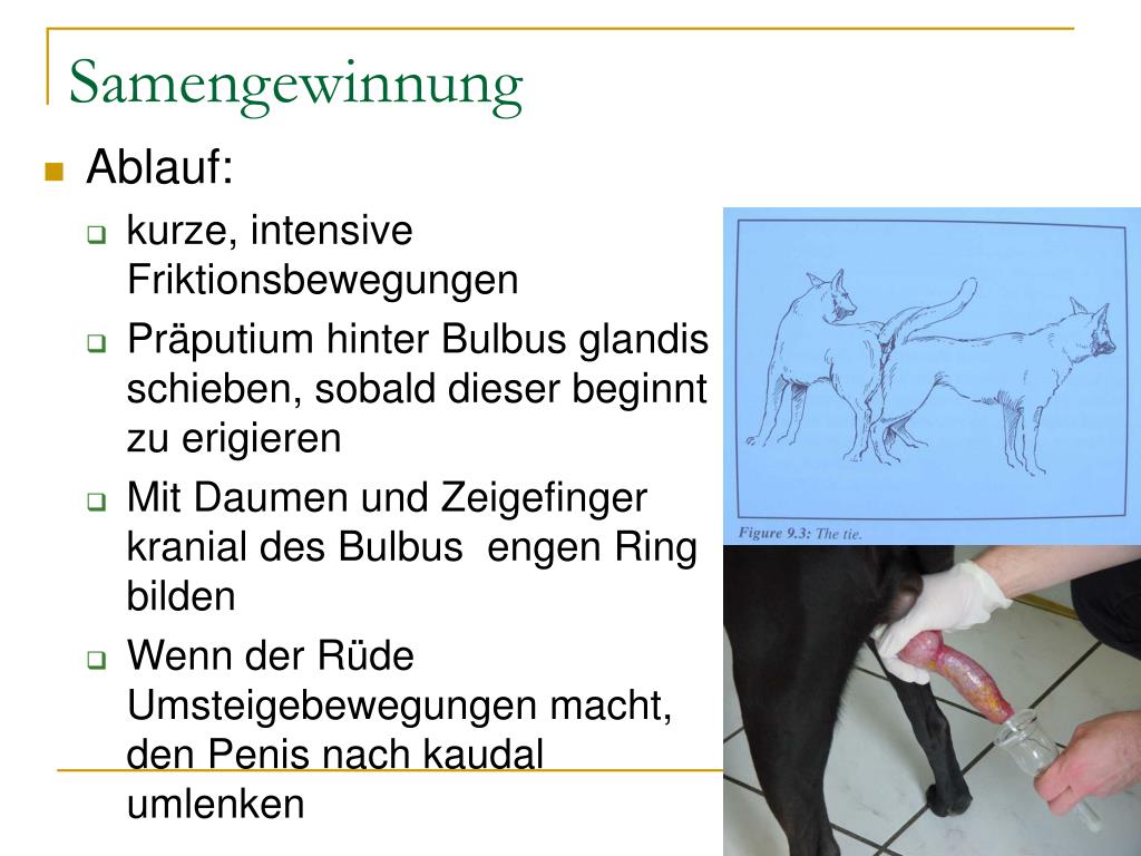 PPT - Hundesamenbank und künstliche Besamung beim Hund PowerPoint - ID:6375558