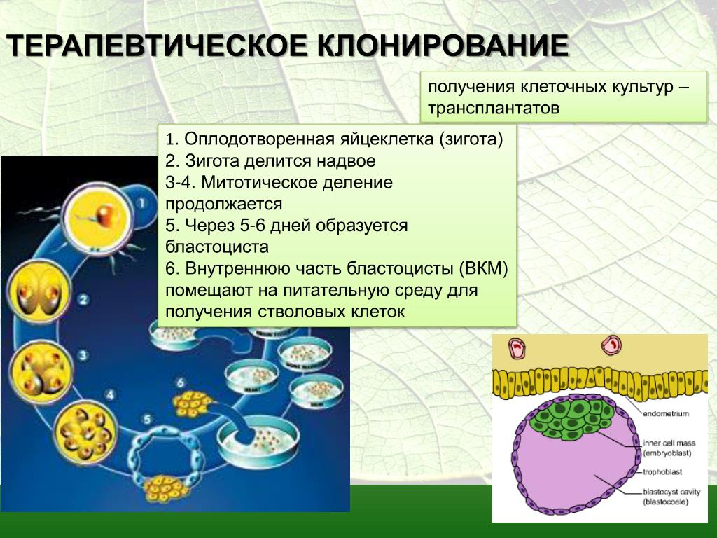 Клонирование терапевтическое схема