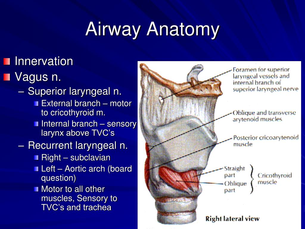 Airway Anatomy Illustrations