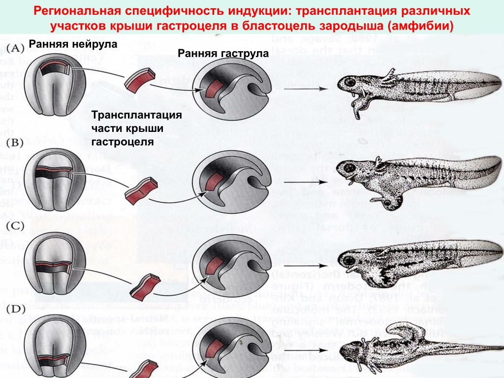 Эмбриональная индукция это в биологии