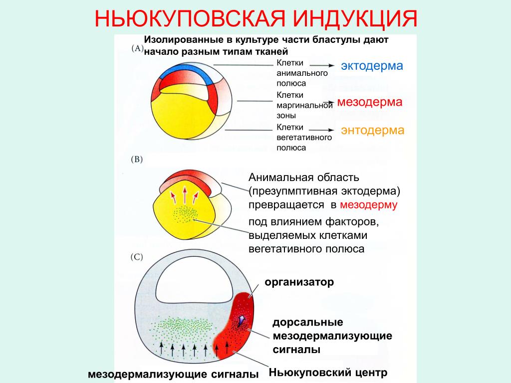 Индукция в биологии. Эмбриональная индукция НЬЮКУПОВСКАЯ. Ньюкуповский организатор. Эмбриональная индукция организатор. Вегетативный и анимальный полюс яйцеклетки.