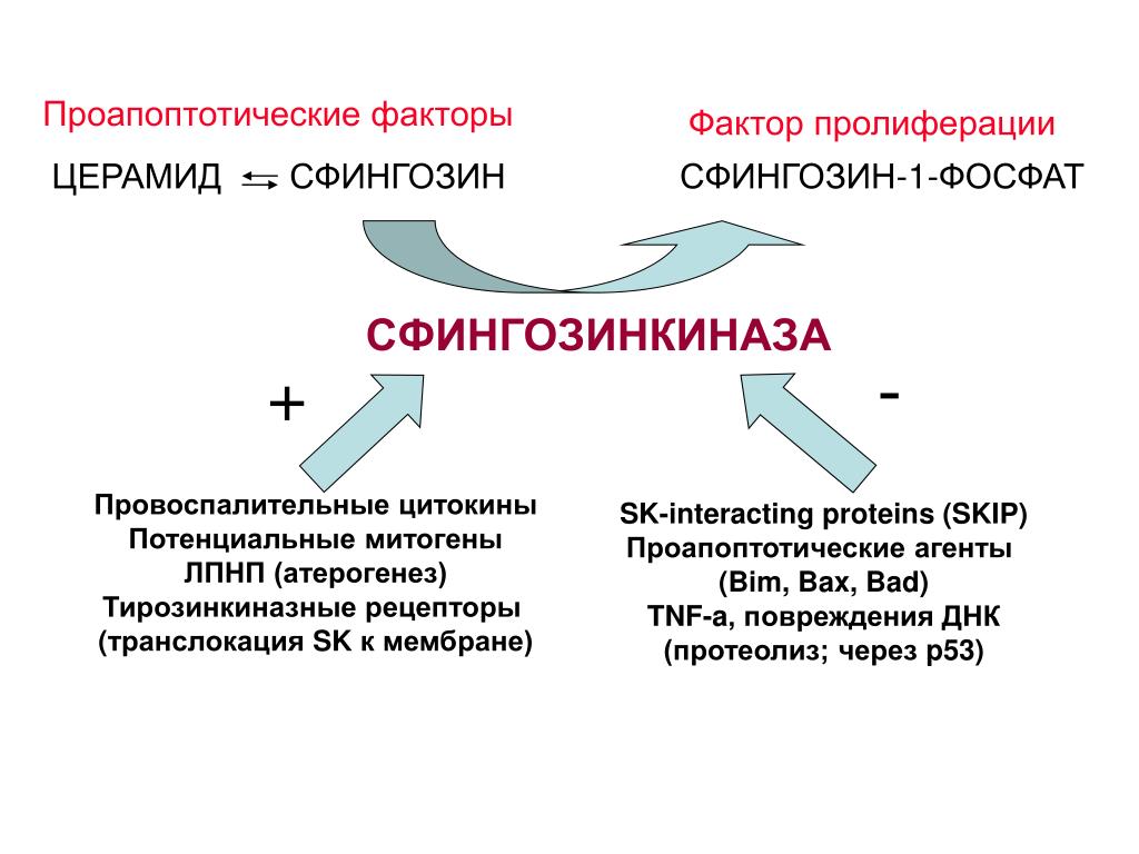 Рост созревание развитие признаки развития