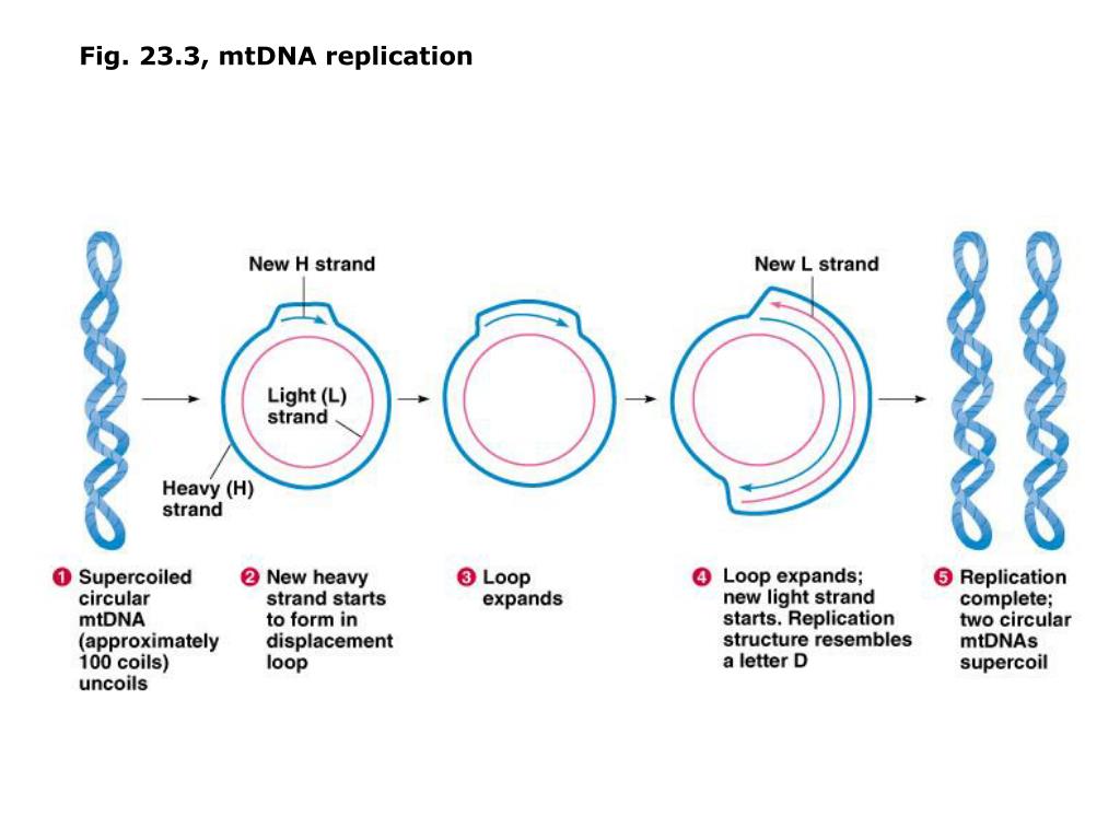 Кольцевая хромосома в митохондриях. Репликация митохондриальной ДНК. D-петля митохондриальной ДНК. Репликация ДНК В митохондриях. Репликация митохондриальной ДНК млекопитающих.