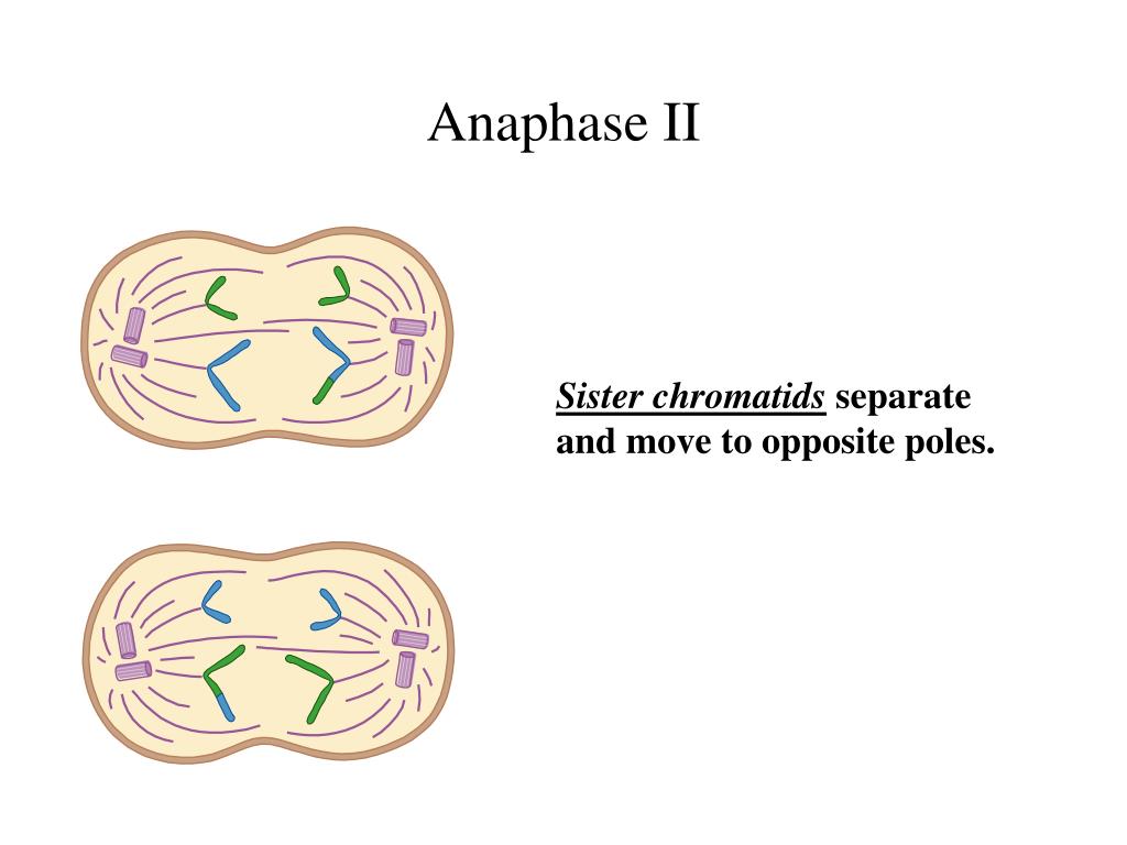 nuclear envelope fragments meaning nuclear envelope fragments meaning
