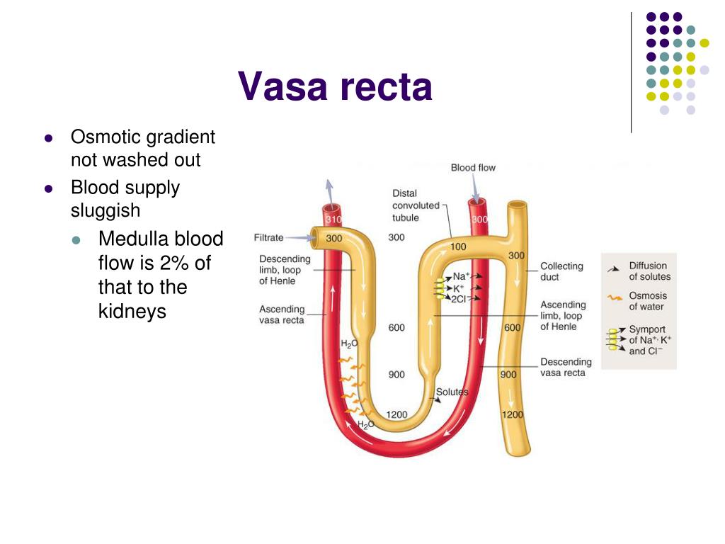 PPT Human Anatomy And Physiology PowerPoint Presentation Free PPT Human Anatomy And Physiology PowerPoint Presentation Free