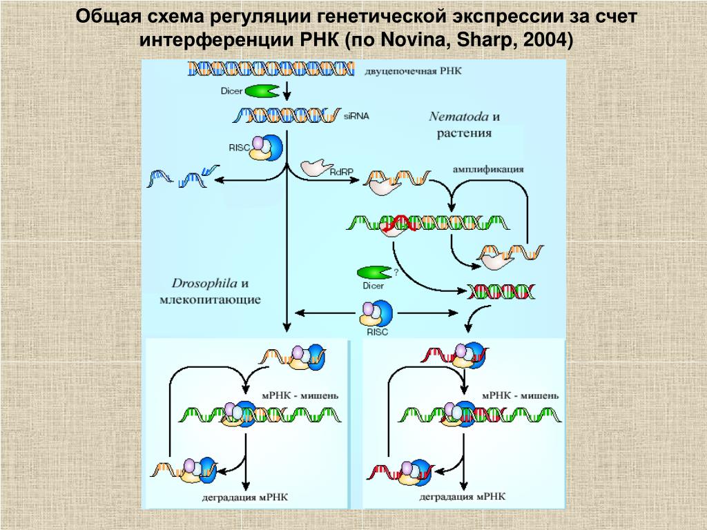 Интерферирующая рнк. РНК интерференция. РНК интерференция схема. РНК интерференция механизм. Малые интерферирующие РНК.
