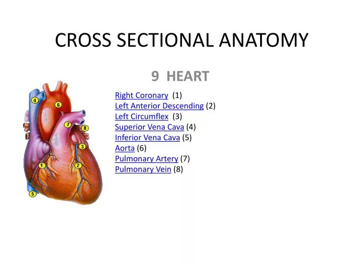 cross sectional anatomy n.