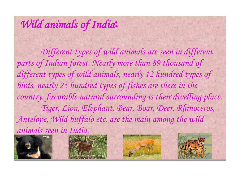 PPT - PROJECT ON WILD ANIMAL PowerPoint Presentation, free download -  ID:6385134