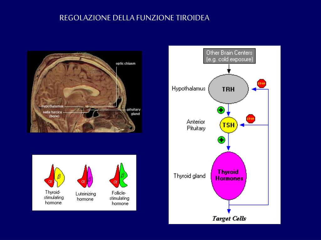 PPT - LE MALATTIE DELLA TIROIDE E DELLE PARATIROIDI PowerPoint ...