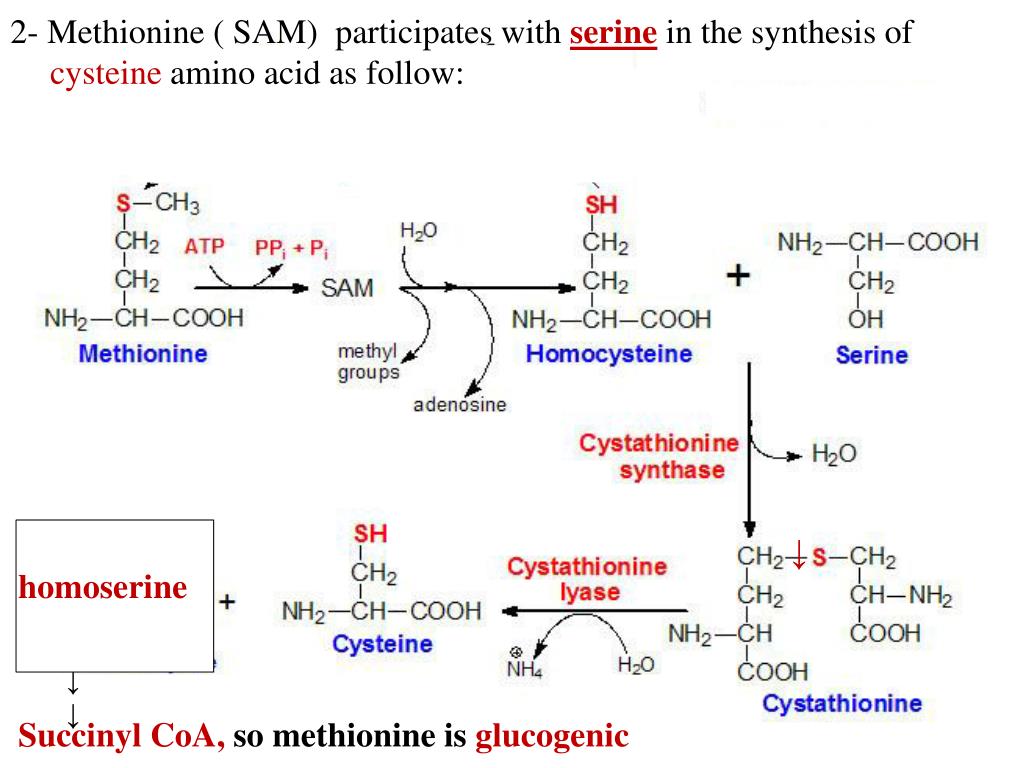 Метионин какая аминокислота. Реакция образования цистеина из метионина. Синтез метионина в цистеин. Метионин-цистеин-аргинин-тирозин. Схема биосинтеза лизина, метионина.