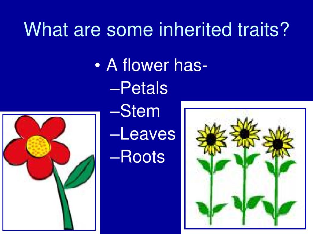 List 5 Traits Inherited In Plants what-is-a-acquired-trait