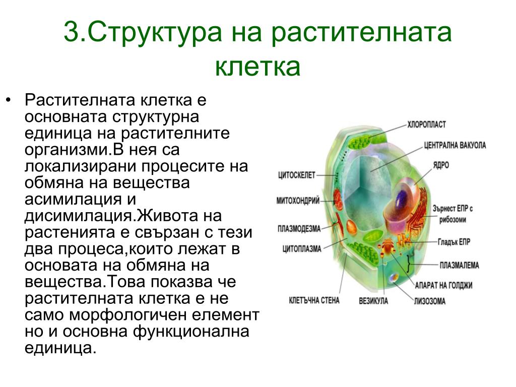 Какие организмы не имеют клеток