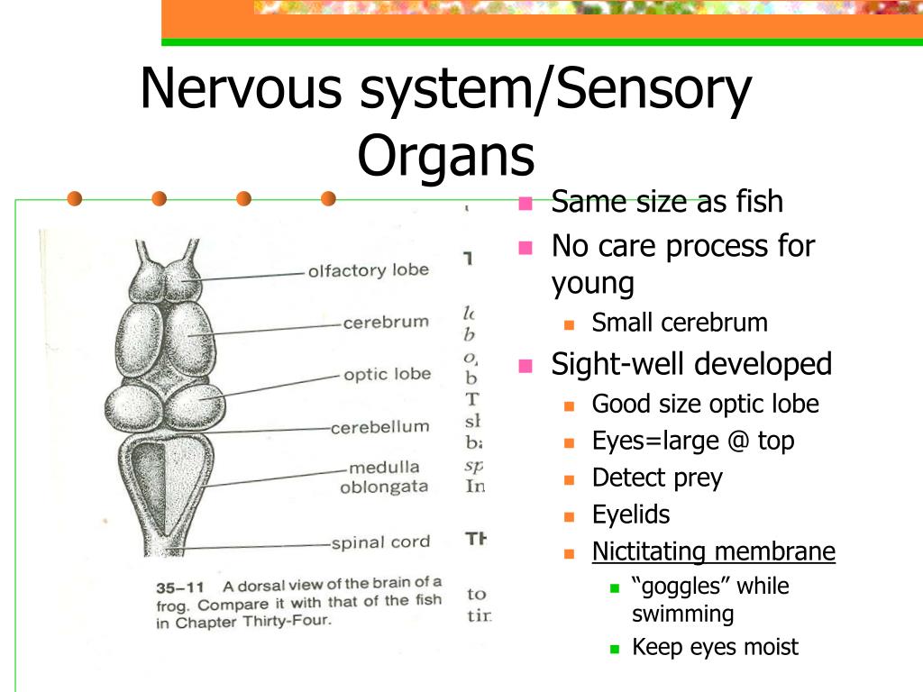 Тест нервная система органы чувств. Sensory nervous System. Sensory Organs. Organ Lobes карточки. Development of the nervous System.