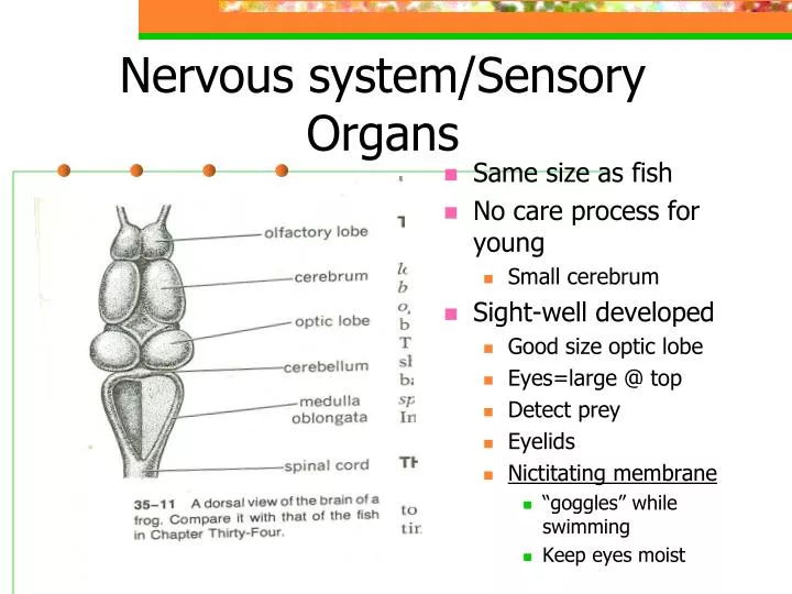 PPT - Nervous system/Sensory Organs PowerPoint Presentation, free