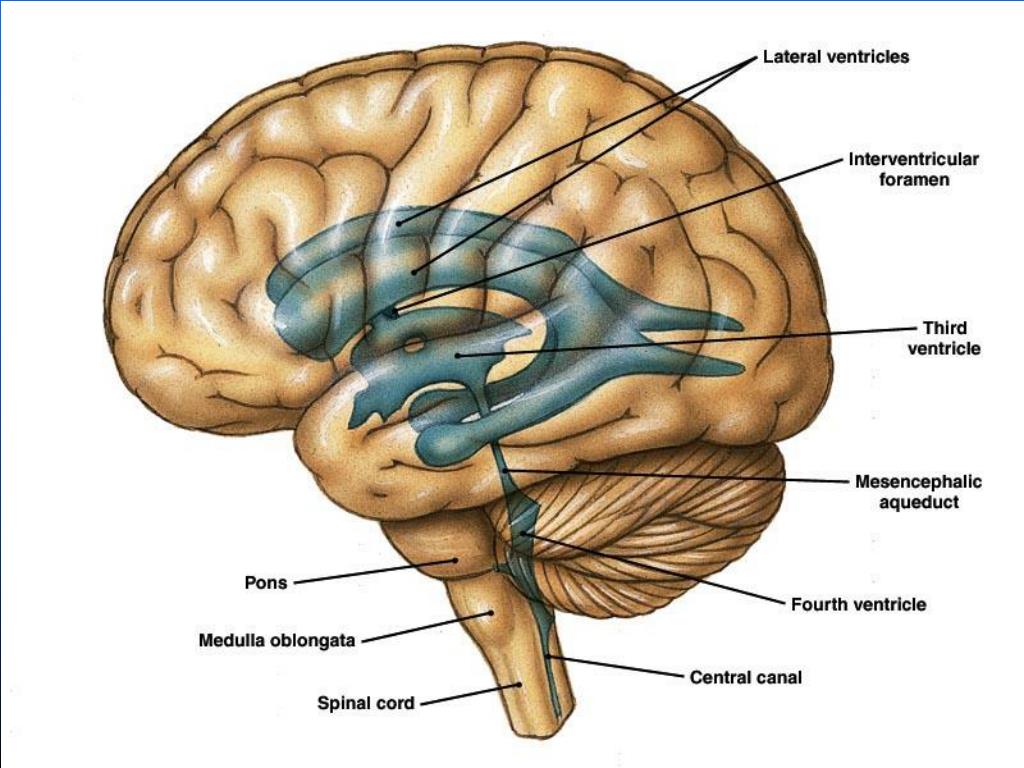 Правый желудочек головного. Желудочки головного мозга анатомия. Конечный мозг анатомия боковые желудочки. Желудочки головного мозга строение. Структура головного мозга, желудочки.