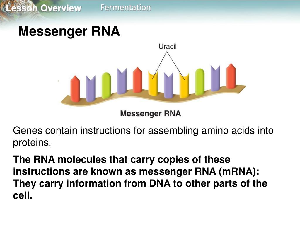 13.1 RNA
