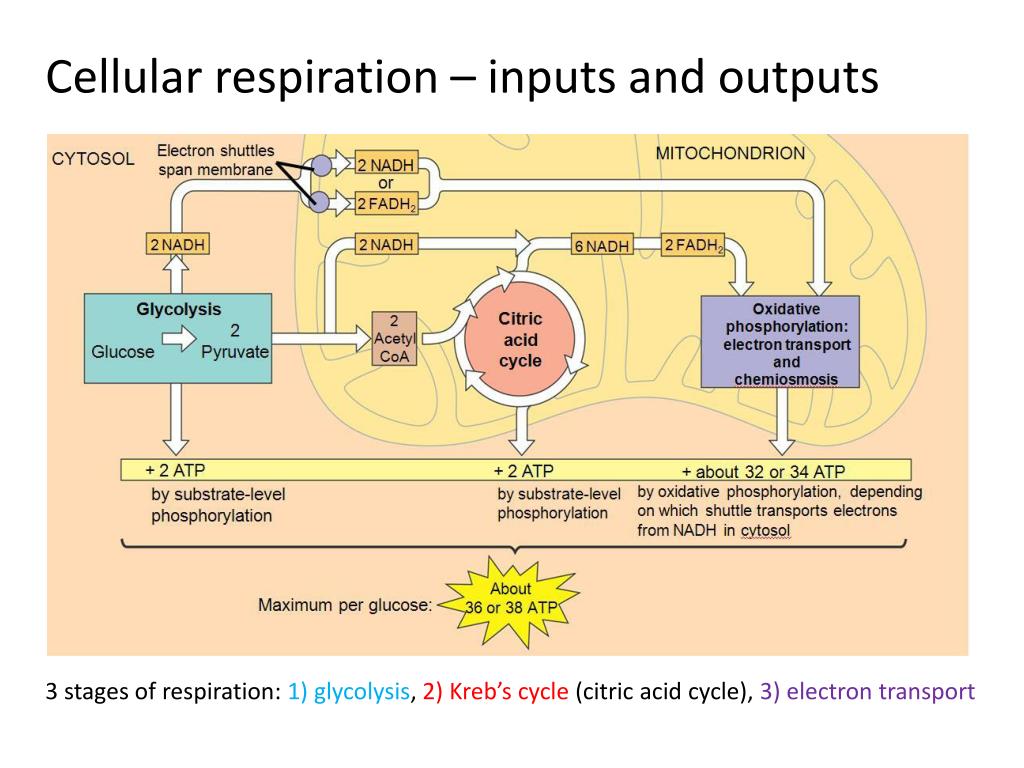 Ppt Respiration And Digestion Powerpoint Presentation Free Download Id 6390303