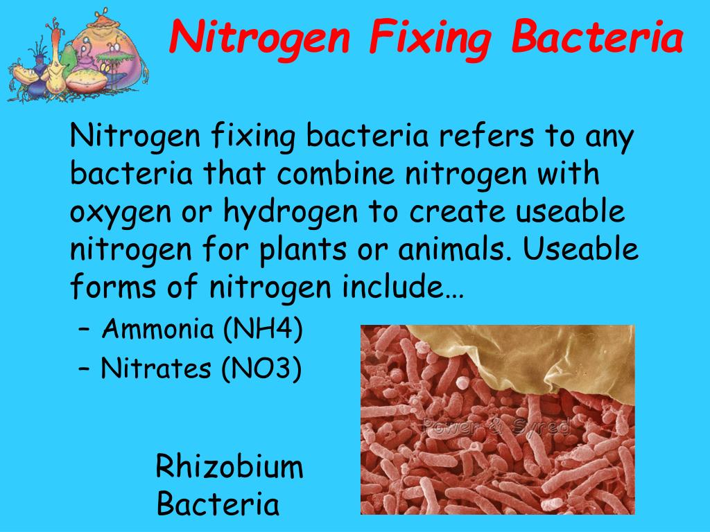 ppt-the-nitrogen-cycle-powerpoint-presentation-free-download-id