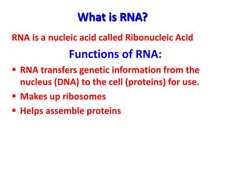 PPT - RNA: Structure & Function PowerPoint Presentation - ID:6390651