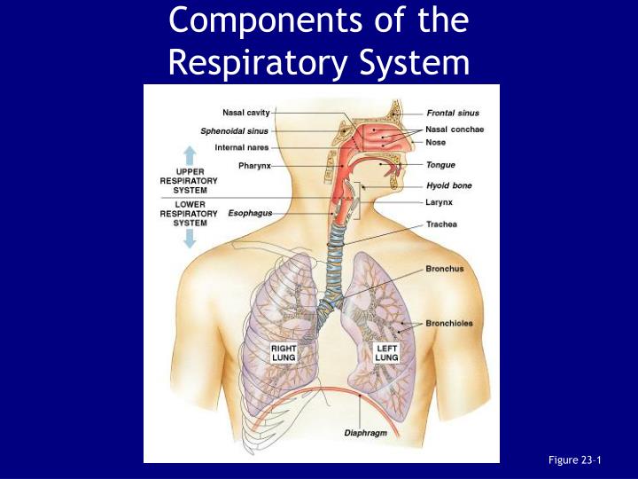 PPT - Chapter 23: The Respiratory System PowerPoint Presentation - ID ...