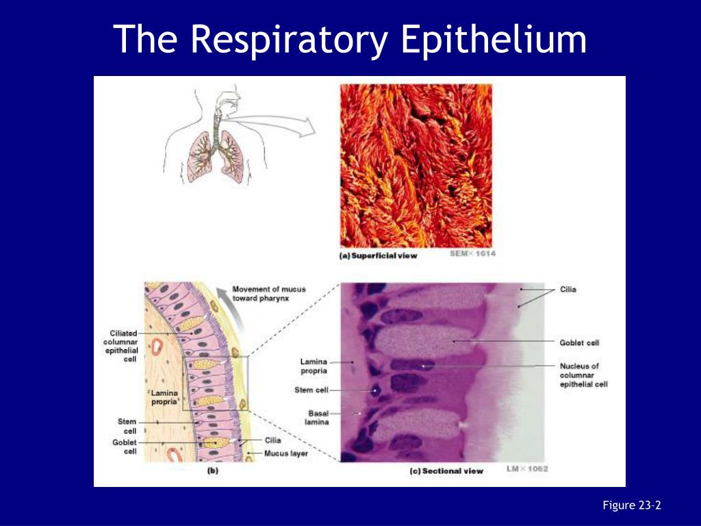 PPT - Chapter 23: The Respiratory System PowerPoint Presentation, free